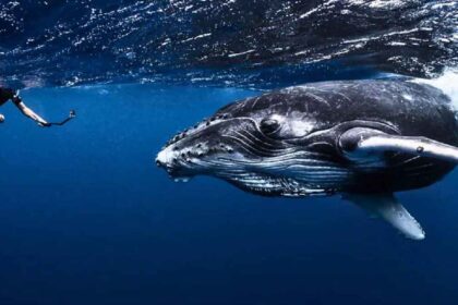 Man talked to whale