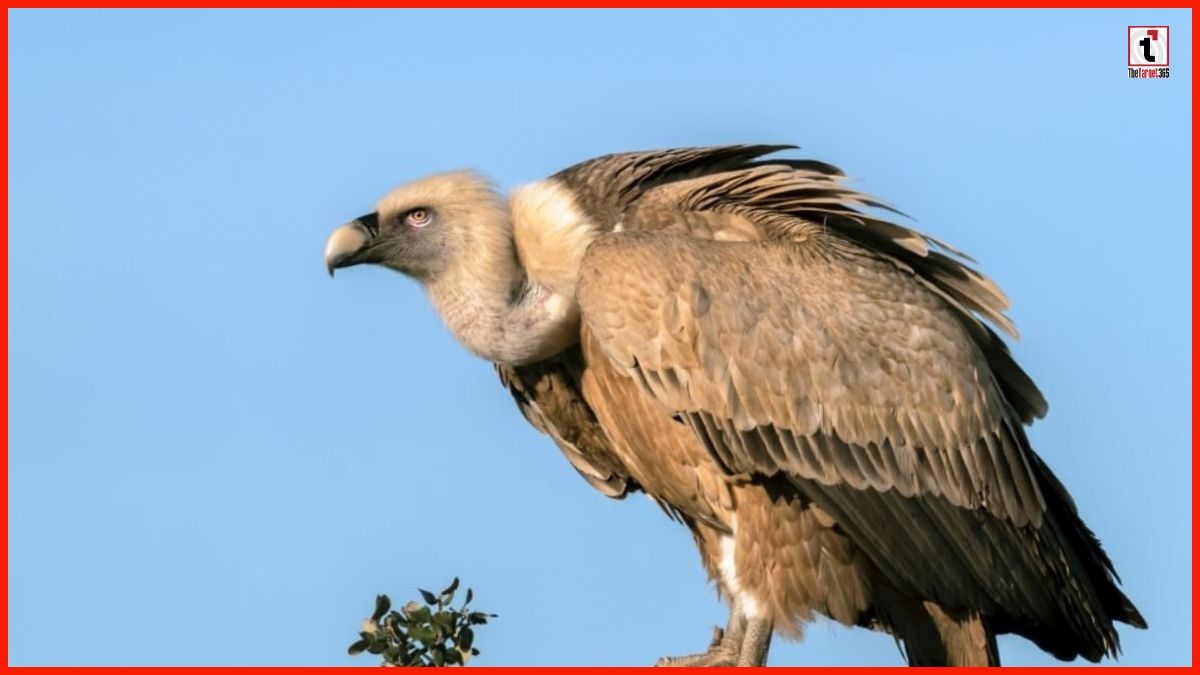 Jharkhand Vulture Center: