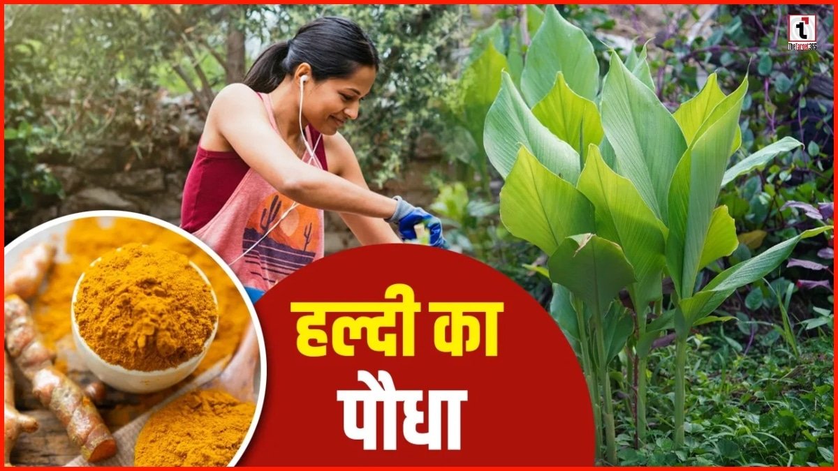 Grow Turmeric Home