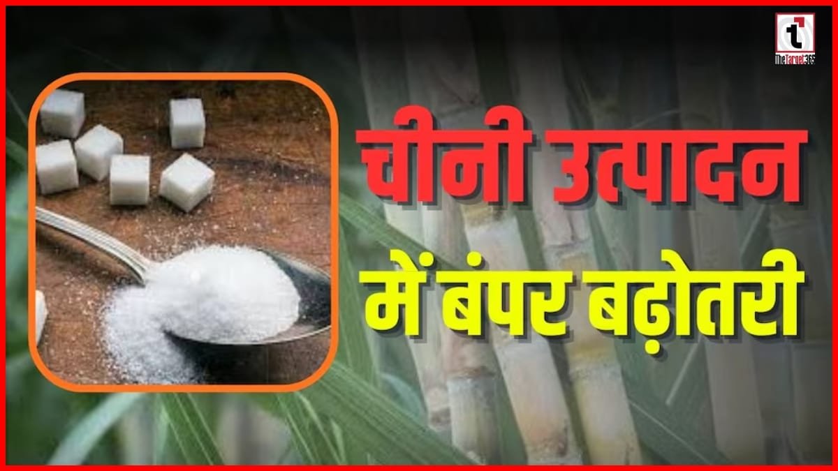 India Sugar Production: