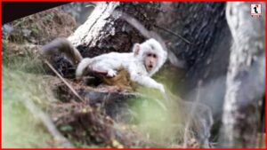 White Monkey Sighting