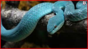 Very Dangerous Snake: जानलेवा सांप जो आंखों से ओझल हो जाता है, काटा तो बचना नामुमकिन