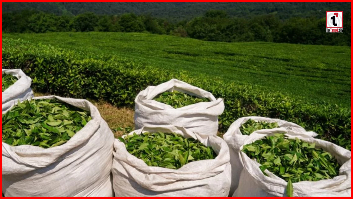 India Tea Export