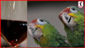 Alcoholic Parrots