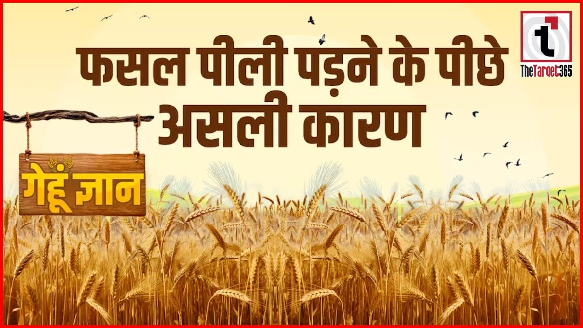 Wheat Yellowing Cause