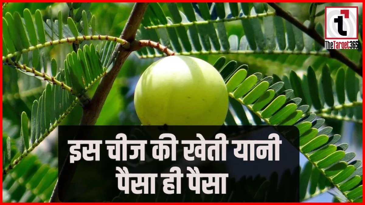 Amla Farming