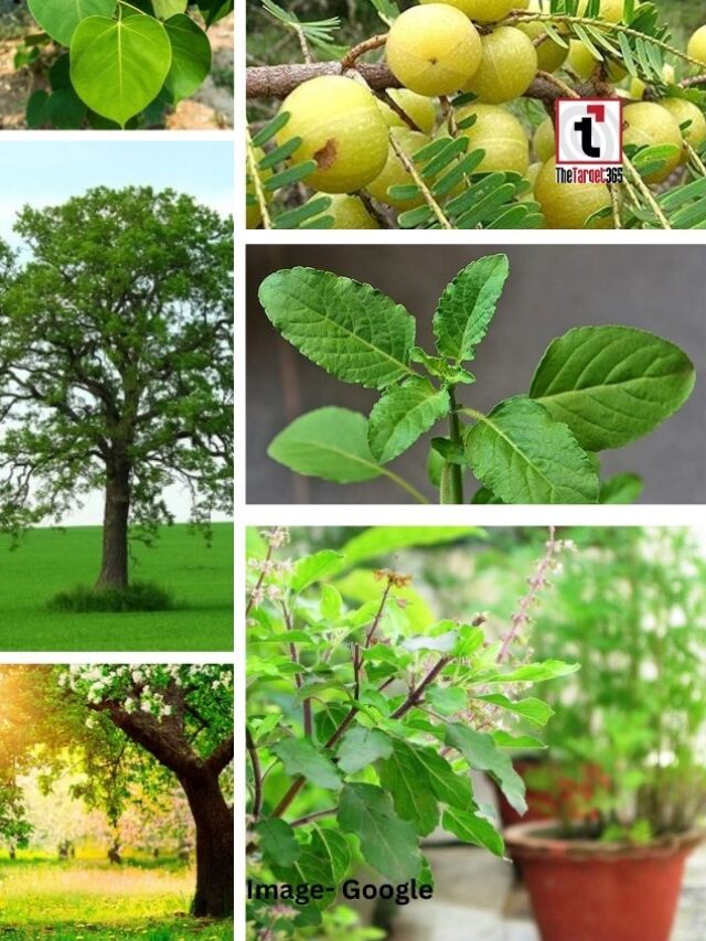 पवित्र पेड़-पौधों के दर्शन…