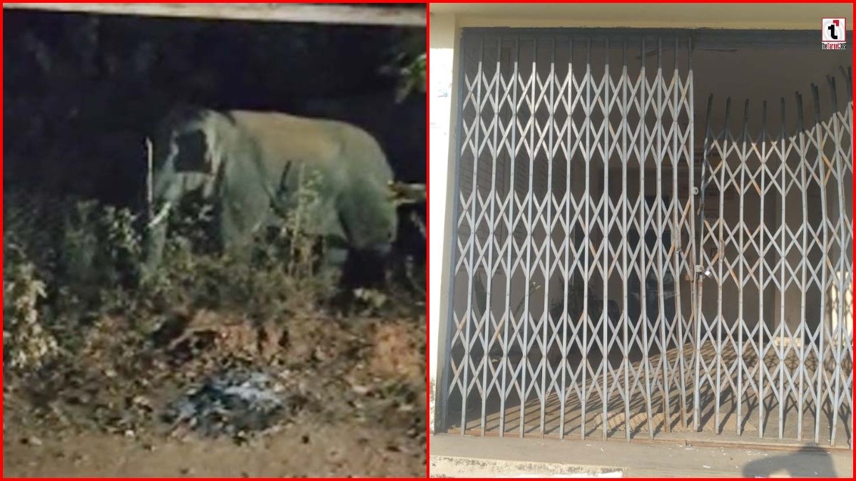 Raigarh Elephant Menace