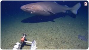 Antarctica Giant Shark