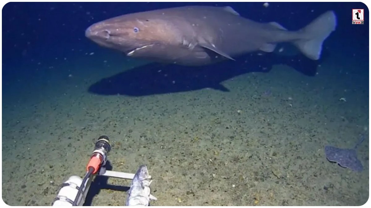 Antarctica Giant Shark