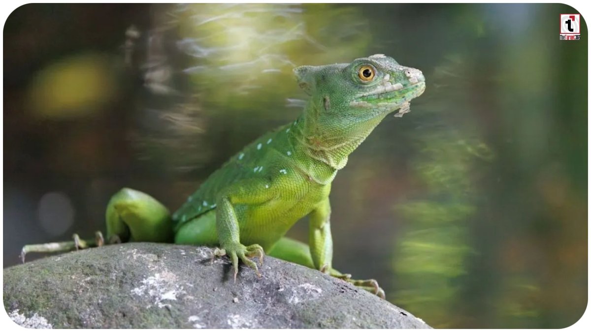 Basilisk Lizard