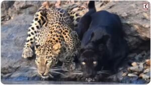 Bhadra Tiger Reserve