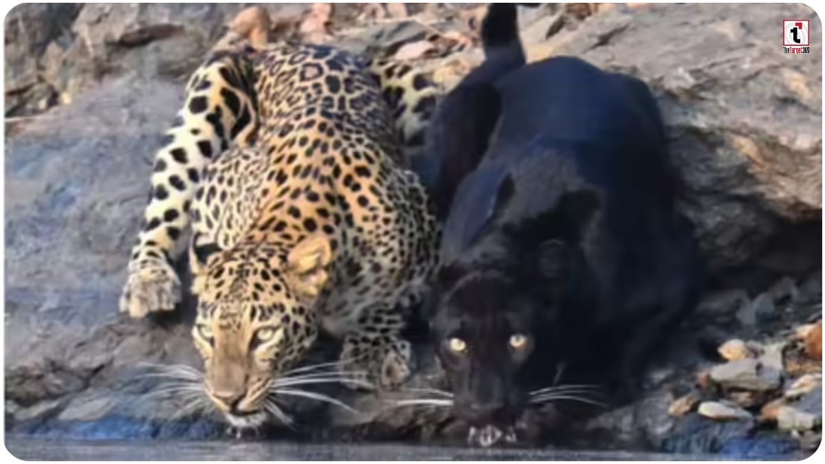 Bhadra Tiger Reserve