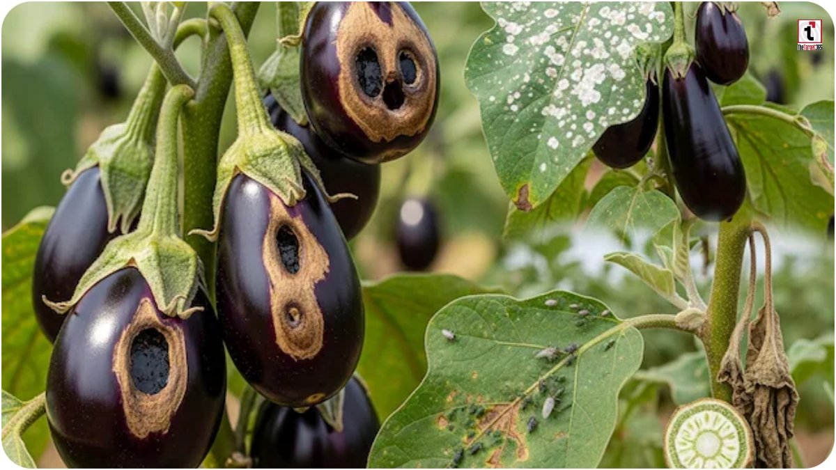 Brinjal pest control