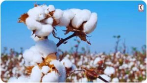 Cotton Price Crash: कपास की कीमतों में भारी गिरावट, CCI ने घटाए दाम, स्टॉक निकालने के लिए बदली शर्तें