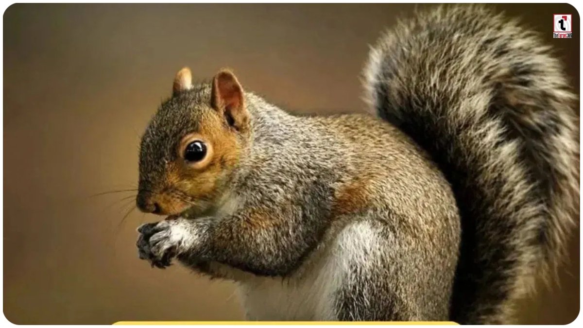 Hindu mythology squirrel