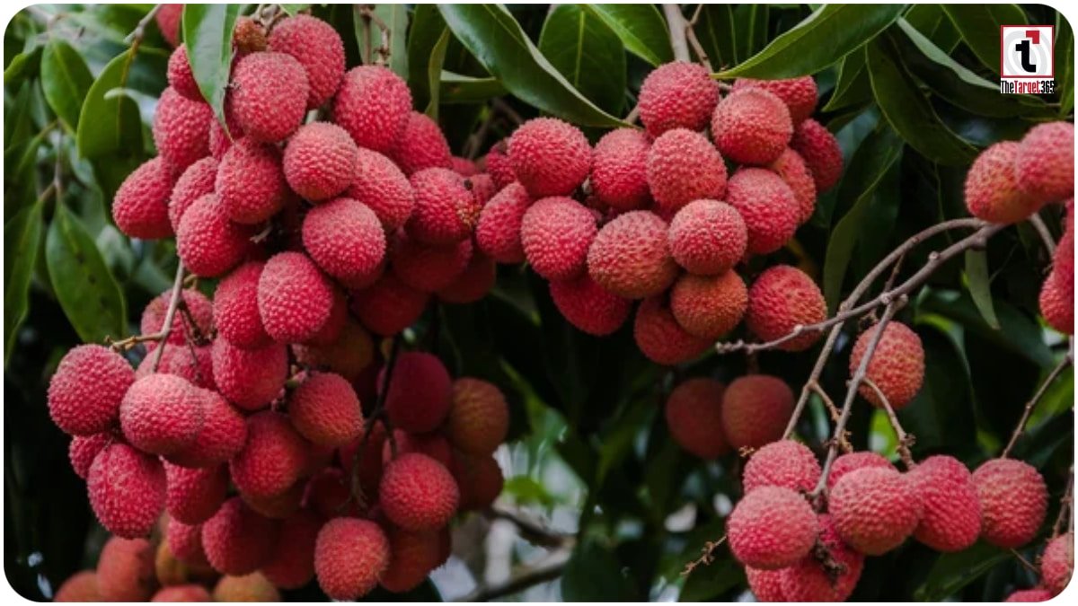 Litchi Crop