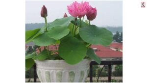 Lotus in Balcony: बिना तालाब के घर में खिलेंगे कमल, जानें बालकनी में लोटस उगाने का गुप्त तरीका