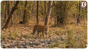 MP Tiger State Status