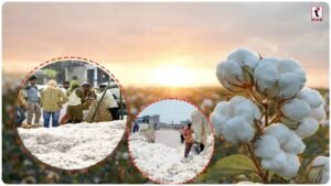 Maharashtra Cotton Farmers: क्या महाराष्ट्र के कपास किसानों को मिलेगा सही दाम? सीएम ने बढ़ाया मदद का हाथ