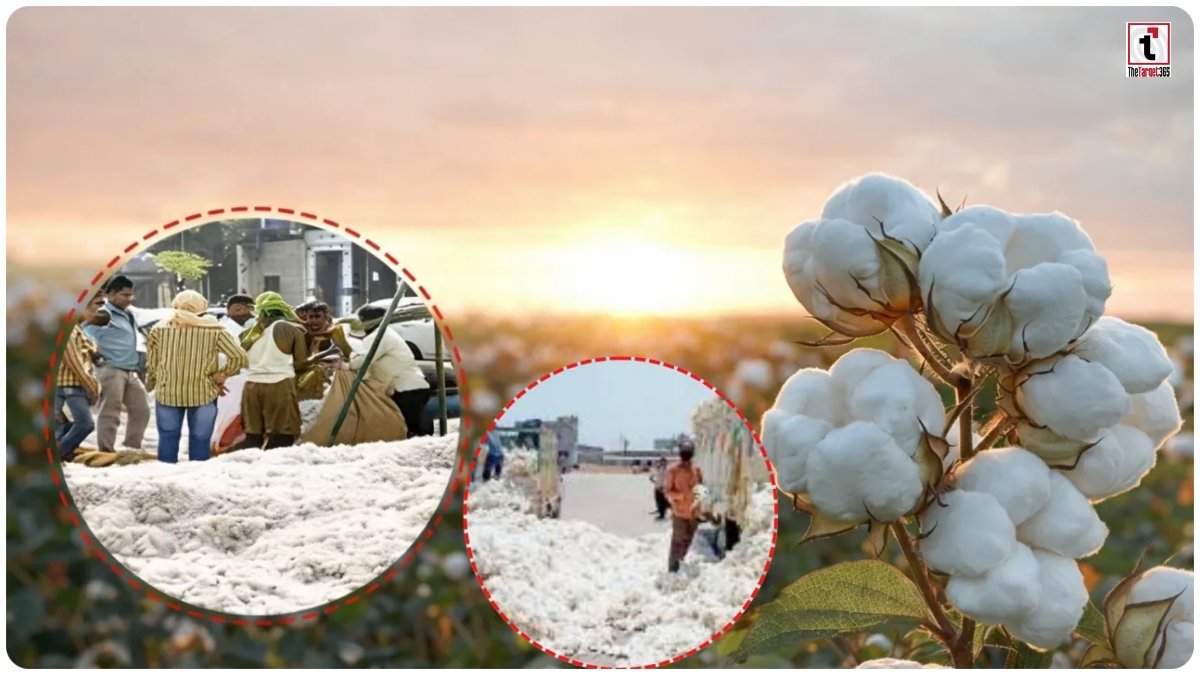 Maharashtra Cotton Farmers