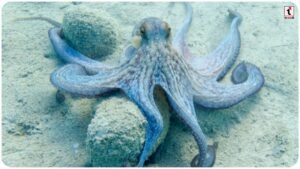 Octopus Facts
