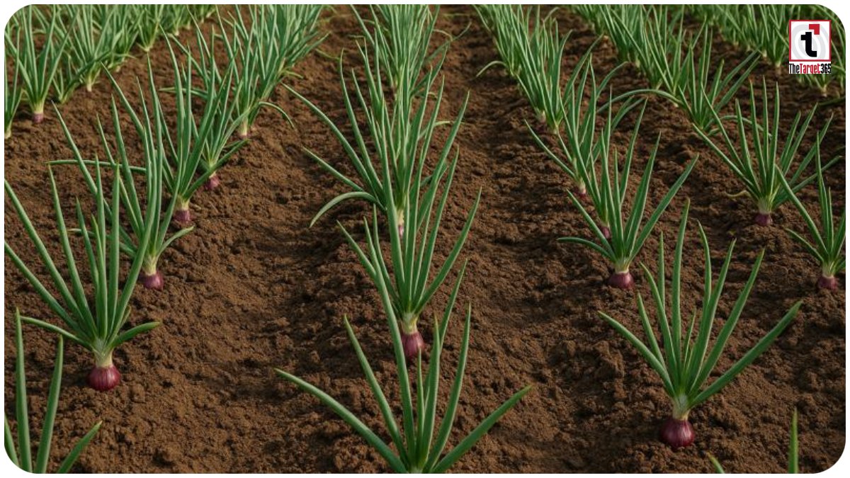 Onion Farming
