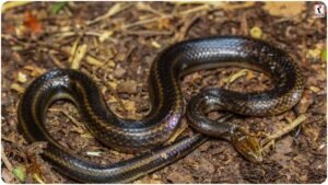 Rainbow Water Snake: