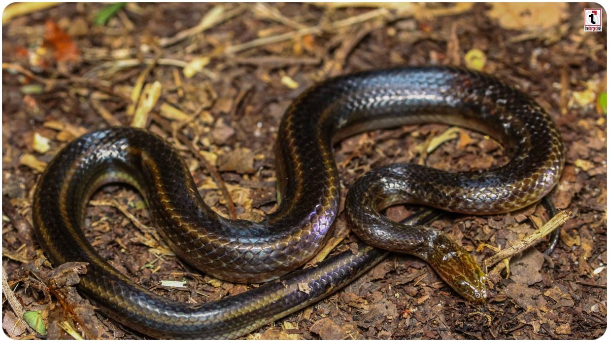 Rainbow Water Snake: