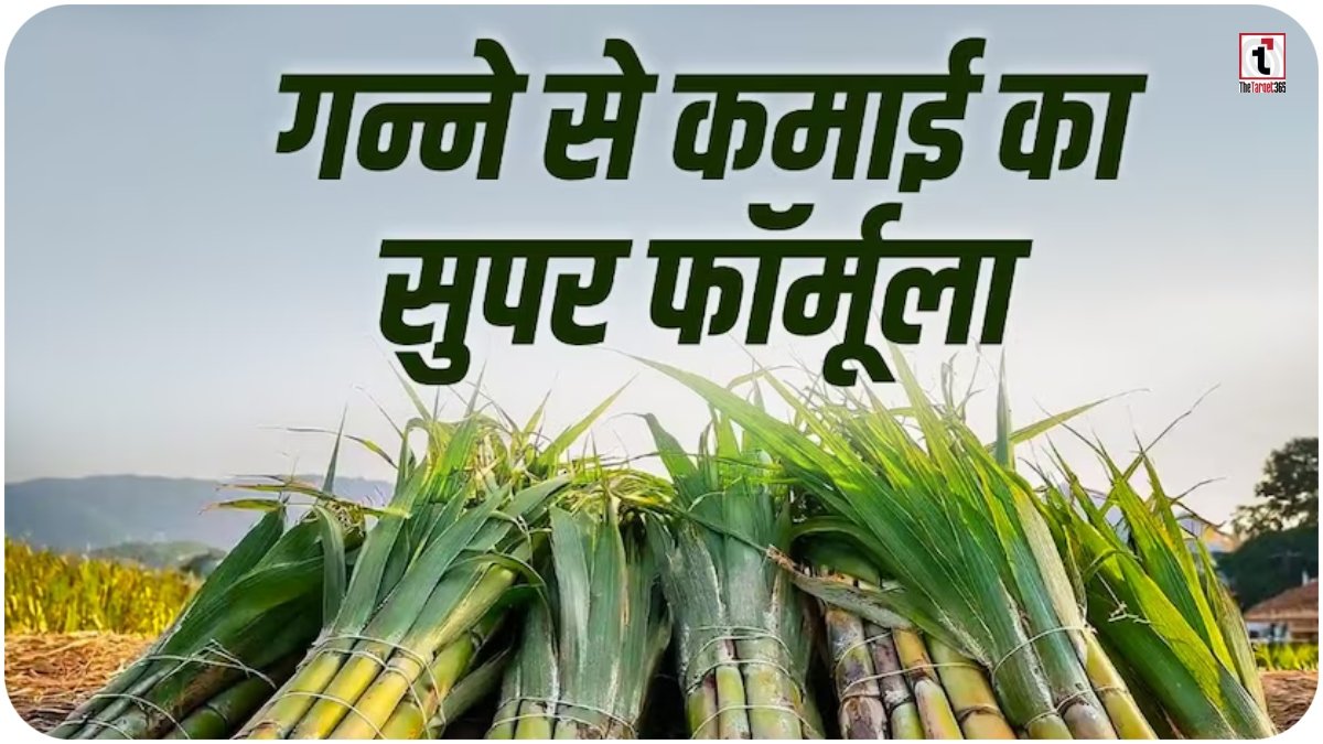 Sugarcane intercropping