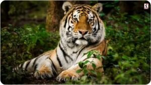 Sundarbans Smart Scarecrow