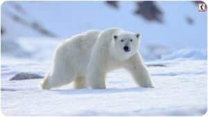 Svalbard Polar Bears