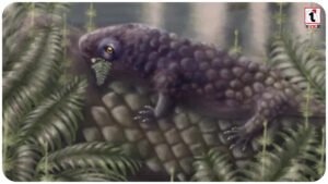 Tyrannoroter heberti