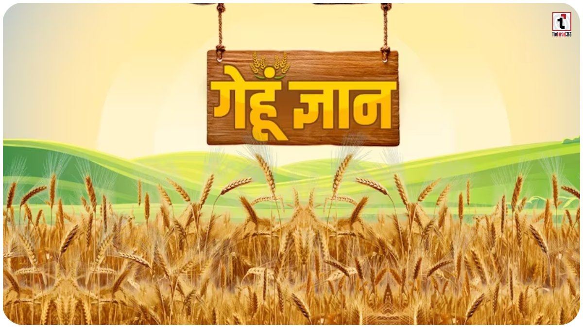 Wheat Prevention Tips