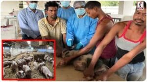 African Swine Fever : सूअरों की जान बचाने छत्तीसगढ़ में हुआ बड़ा धमाका, पहली बार शुरू हुआ यह काम