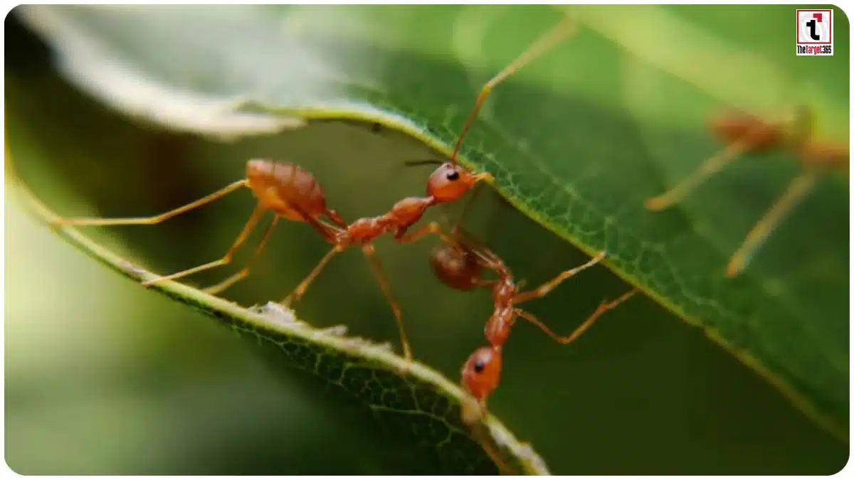 Ant Smuggling