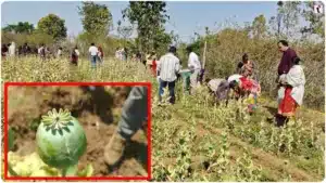 Balrampur Opium: करोड़ों की अफीम और कमजोर खुफिया तंत्र.. बलरामपुर में कौन चला रहा है नशे का नेटवर्क?