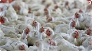 Bilaspur Bird Flu Alert: बिलासपुर के सरकारी पोल्ट्री फार्म में तबाही, 5 हजार मुर्गियों की मौत से बर्ड फ्लू की पुष्टि, दहशत में शहर