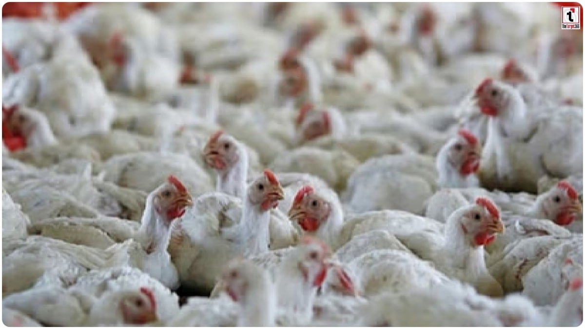 Bilaspur Bird Flu Alert