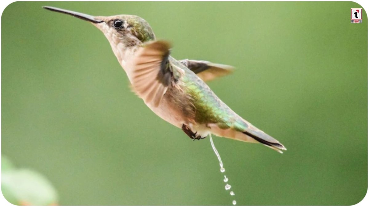 Bird Excretion Science