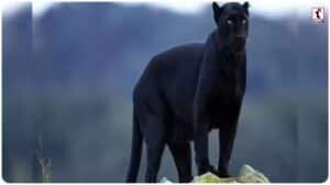 Black Panther