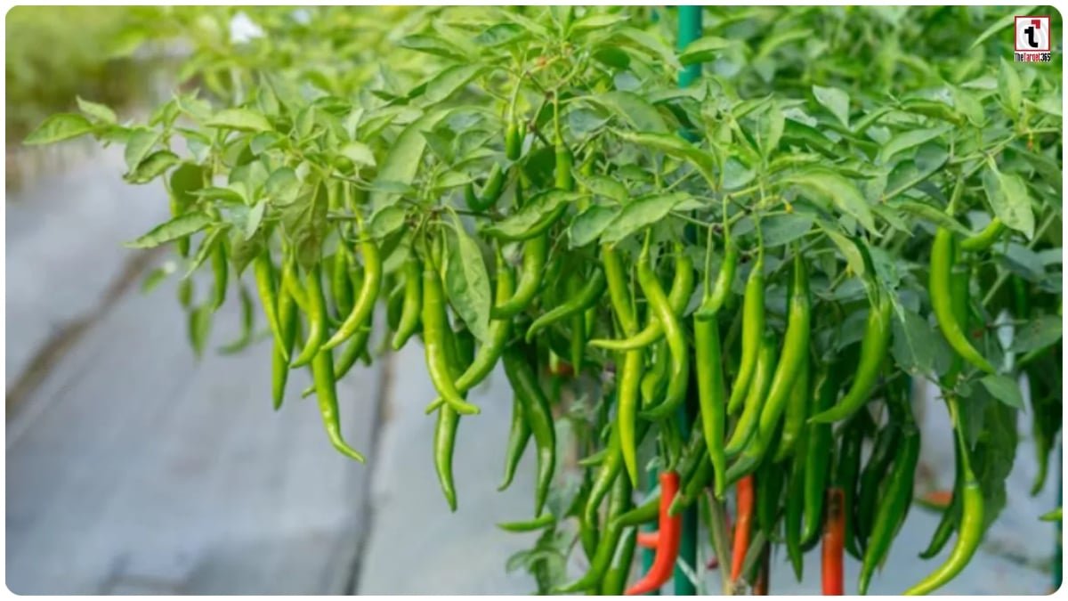Green Chilli in Pots