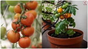 Grow Tomatoes in Pots: घर के गमले में उगाएं ढेर सारे लाल टमाटर, किचन गार्डन के लिए आज ही अपनाएं ये 5 जादुई टिप्स