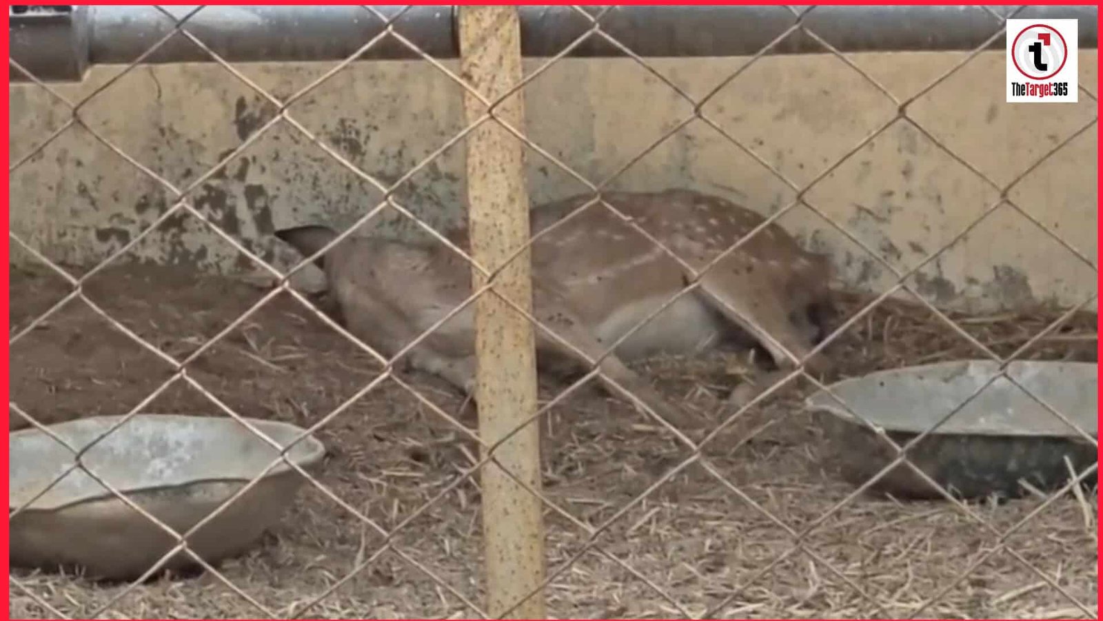 Ambikapur Sanjay Park: संजय पार्क में लापरवाही से 15 वन्यजीवों की मौत, मामले को दबाने की कोशिश उजागर