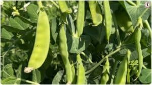 Kashi Tripti Pea: 40% कचरा अब बनेगा स्वाद! जानिए मटर की उस किस्म के बारे में जो बदल देगी रसोई