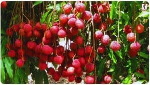 Litchi Farming Tips: लीची की खेती पर मंडराया संकट, मौसम की मार से कम आए मंजर, किसान ऐसे बचाएं अपनी फसल