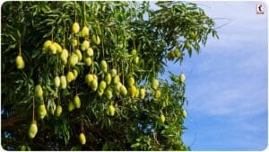 Mango Farming : यूपी-बिहार में आम की फसल पर संकट, बेमौसम बारिश और रोगों से ऐसे बचाएं बौर