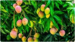 Mango Production: आम की बंपर पैदावार के लिए अपनाएं ये 5 वैज्ञानिक तरीके; टिकोले झड़ने से रोकने के लिए बस करें ये छोटा सा काम