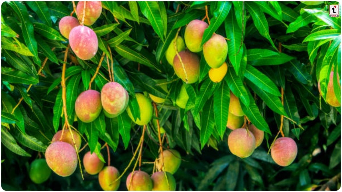 Mango Production