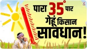 March Heatwave 2026: मार्च में बढ़ती गर्मी से गेहूं की फसल पर संकट, कृषि वैज्ञानिकों ने जारी की जरूरी एडवाइजरी
